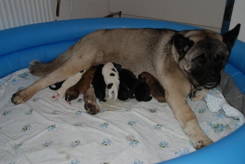 Arwen a štěnata - mother and puppies 2