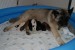 Arwen se štěňátky - Arwen with puppies